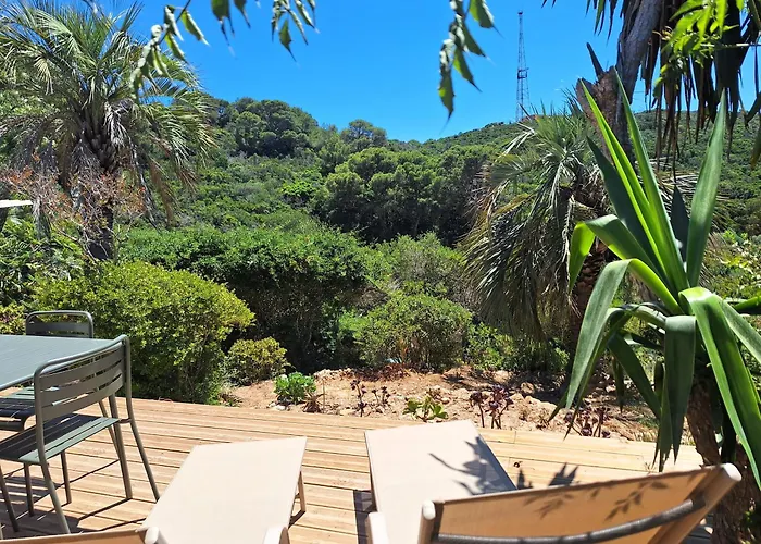 Les Bromelias Ile Du Levant
